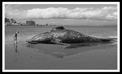 beached-whale-b.w.jpg
