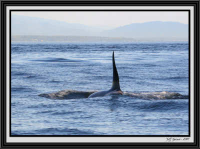 orca-ruffles-framed.jpg