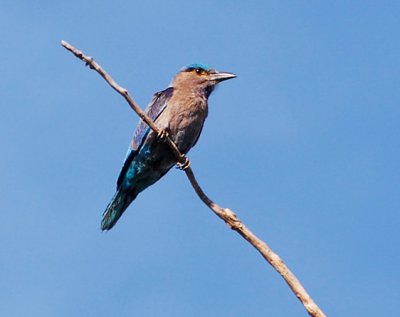 Indian Roller