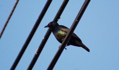 Asian Glossy Starling