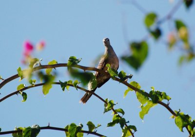 Peaceful Dove