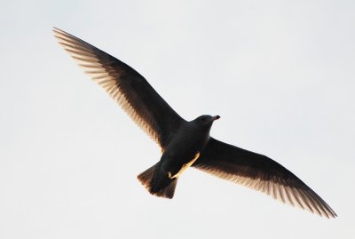 Vittrut (Larus hyperboreus)  Norrkping