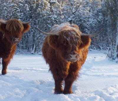 Cattles in Sweden
