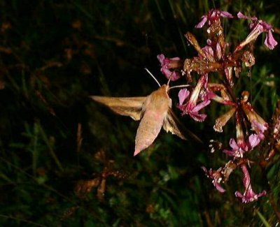 Liten snabelsvrmare (Deilephila porcellus)  land
