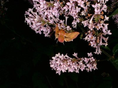Liten snabelsvrmare (Deilephila porcellus)  land
