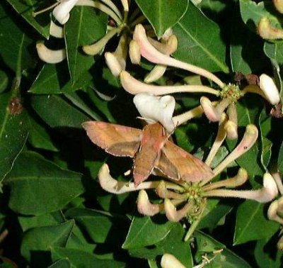 Liten snabelsvrmare (Pergesa porcellus)  land
