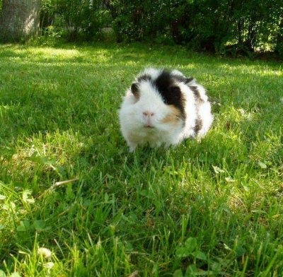 Teddy (Guinea pig)