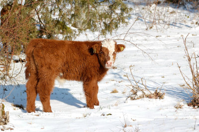 Highlands cattle. Beijershamn - land