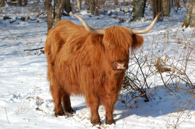 Highlands cattle. Beijershamn - land