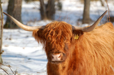 Highlands cattle. Beijershamn - land