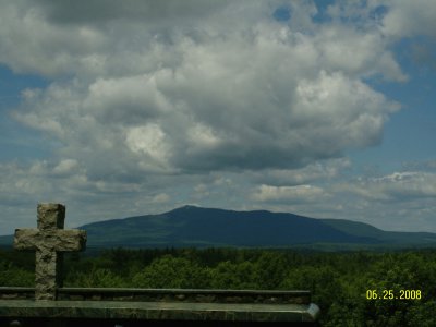 pine-4.jpg
