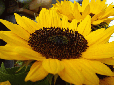 sunflower-bg2.gif