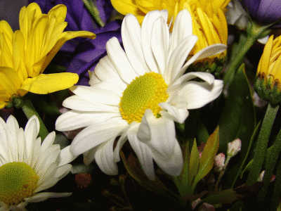 daisy.gif