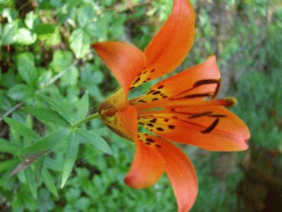 072207-1flower2.gif