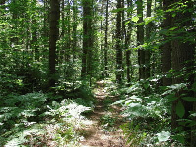 07/22/07-In the woods, Hubbardston, MA