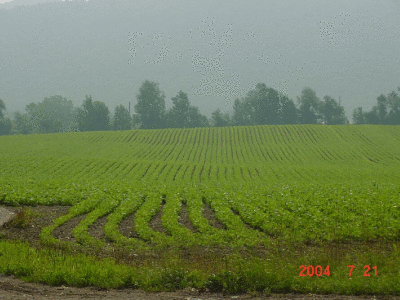 fields2.gif