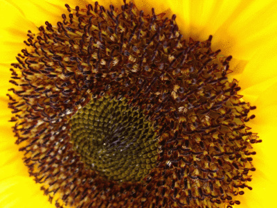 sunflower-bg3.gif