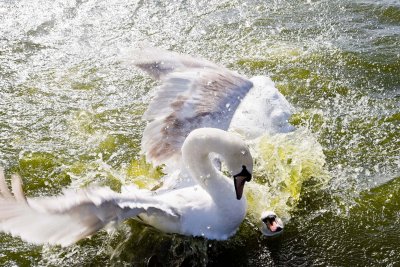 Dovercourt Boating Lake Swans
