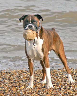 In Memory Of Our Best Friend - Ben The Boxer
