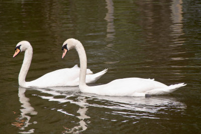 Dance Of The Swans