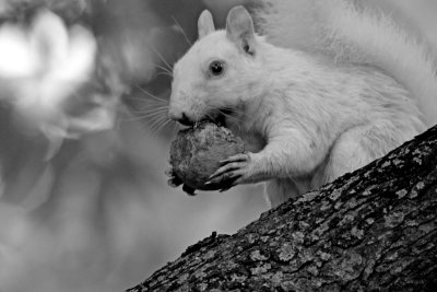 White Squirrel  08/05
