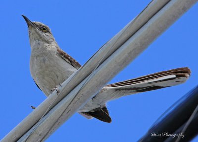 Bird on a wire...08/11