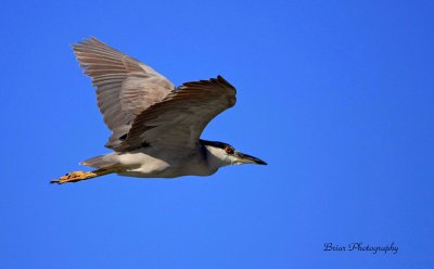 Black crowned night heron... Ohio falls Ky..