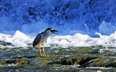 Black crowned night heron at Ohio falls Ky..