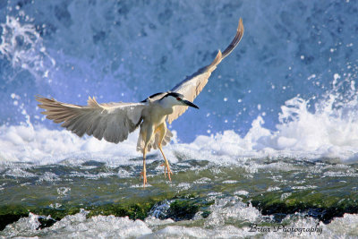 Black crowned night heron at Ohio falls Ky..