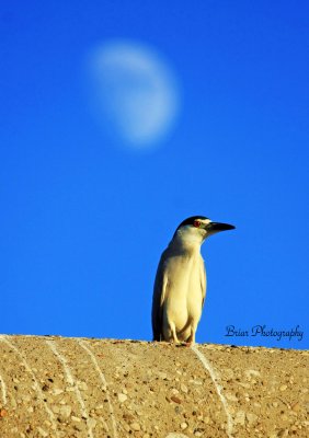 Black crowned night heron at Ohio falls Ky..