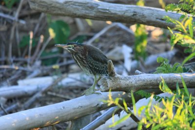 Juvenile green heron at Ohio falls Ky..