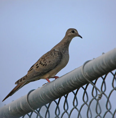  Mourning Dove  Waco Texas 08/14