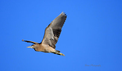 Juvenile black crowned night heron at Ohio falls Ky..