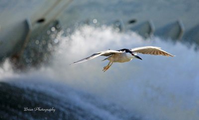 Black crowned night heron at Ohio falls Ky..