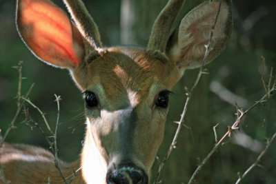 Young buck McKinnley forest Minooka il. 08/19