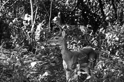 Deer in Mckinnley forest... 08/19