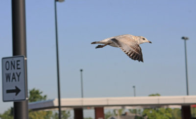 Ever wonder how birds know where to go?