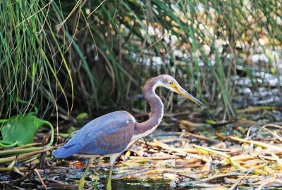 Tricolored Heron.Juvenile ..La Porte Texas..