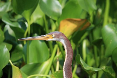 Tricolored Heron..Juvenile..La Porte Texas..