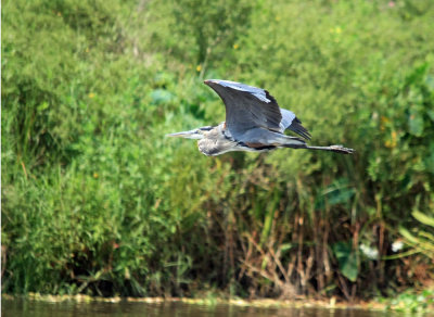 Blue Heron..La Porte Texas..La Porte Texas..