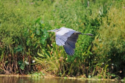 Blue Heron..La Porte Texas..