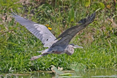 Great blue heron ,I & M Canal Chanahon IL. 09/02...Animal..