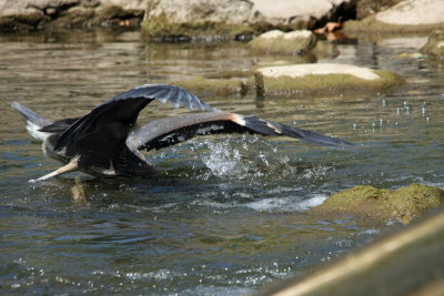 Fishing 101 ..The dive!!..Pendleton Indiana
