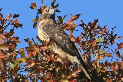 Red tail hawk with foliage.