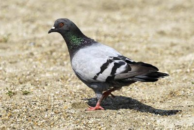 Columba livia f.domestica - Domaci golob - Feral pigeon