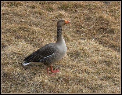 Anser anser - Siva gos - Greylag goose