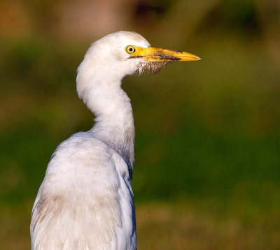 Bubulcus ibis - Kravja caplja - Cattle egret