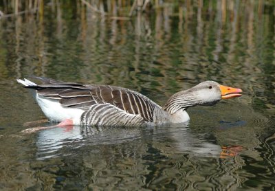 Anser anser - Siva gos - Greylag goose
