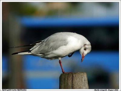 Larus ridibundus - Recni galeb - Black headed gull