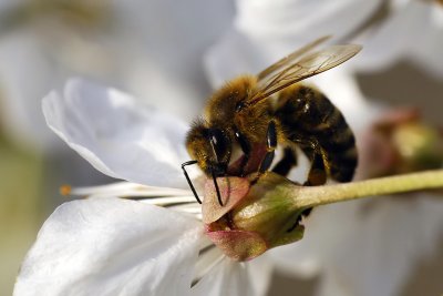 Bee on cherry flower
